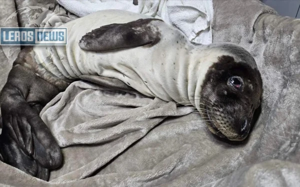 Λέρος: Διάσωση ετοιμοθάνατης φώκιας 30 ημερών - Δείτε βίντεο