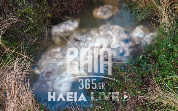 Ηλεία: Νεκρά πρόβατα εντοπίστηκαν στον Αλφειό - Παρενέβη εισαγγελέας