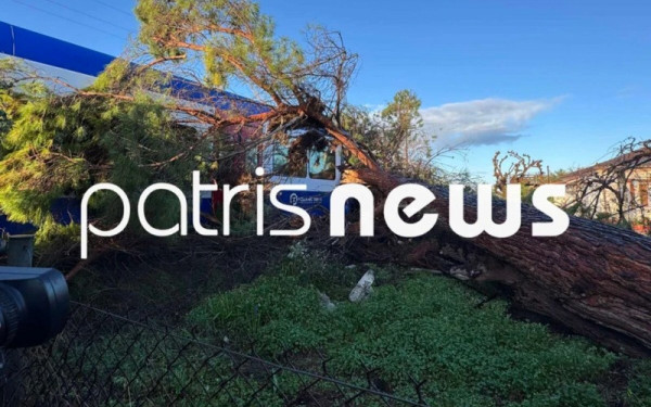 Πεύκο έπεσε πάνω σε τρένο που εκτελούσε το δρομολόγιο Πύργος-Κατάκολο – Στο νοσοκομείο ο μηχανοδηγός