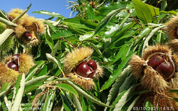 Στην τελική ευθεία για ΠΟΠ ή ΠΓΕ το Κάστανο Πάικου ηλικίας 2.000 ετών