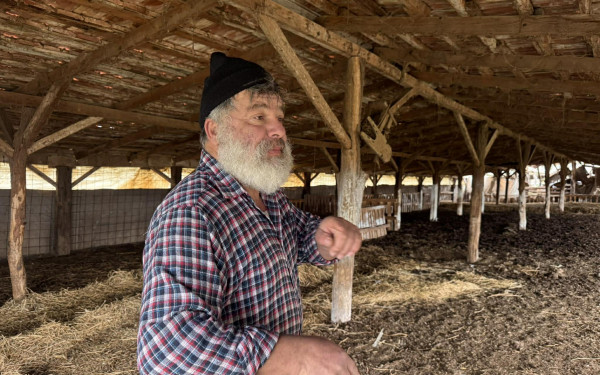 Θεσσαλονίκη: Σε απόγνωση ο κτηνοτρόφος που υπέστη εγκεφαλικό πριν τη θανάτωση των προβάτων του