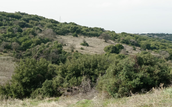 Χαλκιδική: Απαγόρευση κυκλοφορίας αύριο σε Κασσάνδρα και Σιθωνία λόγω υψηλού κινδύνου πυρκαγιάς