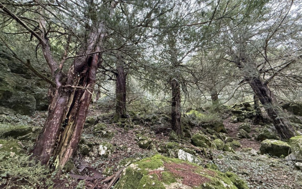 Δυτική Μακεδονία: Η περιφέρεια προβάλλεται διεθνώς με ένα βίντεο για το Πασκόγμιο Δίκτυο των Πρότυπων Δασών