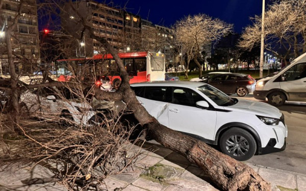 Θεσσαλονίκη: Σοβαρά προβλήματα από τους ισχυρούς ανέμους - Έπεσε δέντρο σε δύο σταθμευμένα αυτοκίνητα