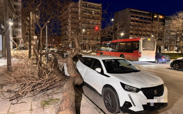 Θεσσαλονίκη: Πάνω από 650 κλήσεις στην Πυροσβεστική για πτώσεις δέντρων και αντικειμένων λόγω του αέρα