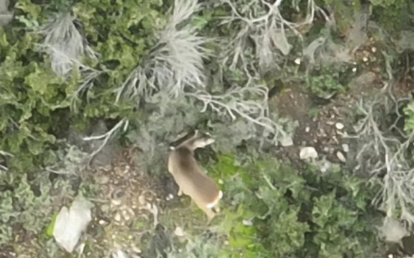 Θεσσαλονίκη: Ζευγάρι ζαρκαδιών εμφανίστηκε στο Σέιχ Σου - Η θηλυκιά πιθανόν έγκυος ανοίγει δρόμο για νέο πληθυσμό