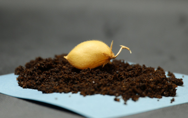 Πώς τα... ρεβίθια είναι η λύση στο πρόβλημα των σεληνιακών ερευνητών - Επιστήμονες τα καλλιέργησαν σε προσομοιωμένο σεληνιακό χώμα