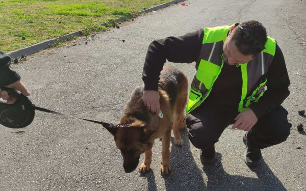 Θεσσαλονίκη: Τουλάχιστον 14 πρόστιμα για έλλειψη λουριού σε ζώα συντροφιάς - Έλεγχοι σε 142 ιδιοκτήτες
