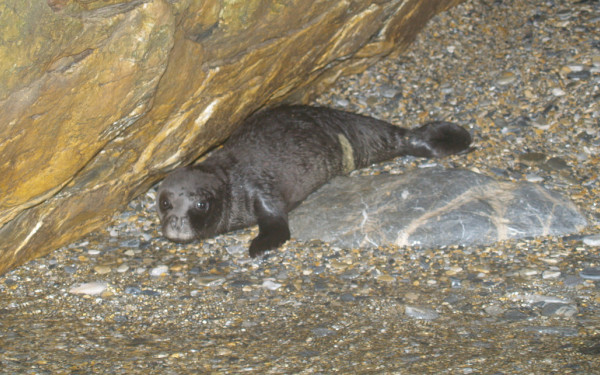 Ρεκόρ στις γεννήσεις μεσογεακής φώκιας καταγράφηκε στις Σποράδες