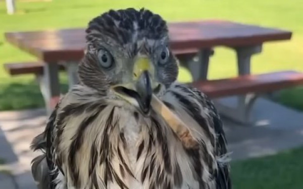 ΗΠΑ: Νεαρός καταδικάστηκε σε φυλάκιση 45 ημερών επειδή έδωσε αλκοόλ και τσιγάρο σε γεράκι