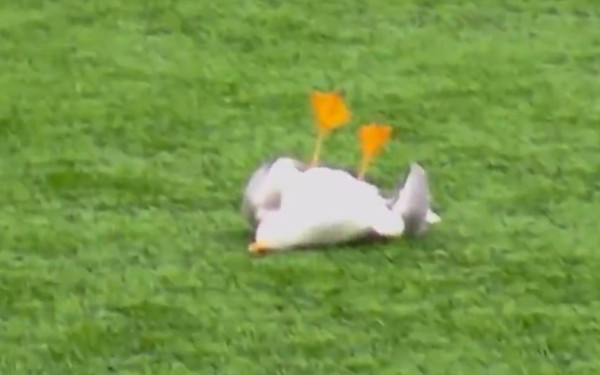 Τουρκία: Τερματοφύλακας «σημάδεψε» γλάρο και ο συμπαίκτης του τον έσωσε με... ΚΑΡΠΑ! (βίντεο)