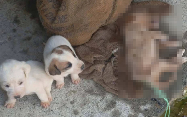 Αμαλιάδα: Εννέα κουτάβια βρέθηκαν σε τσουβάλια μέσα σε λίμνη