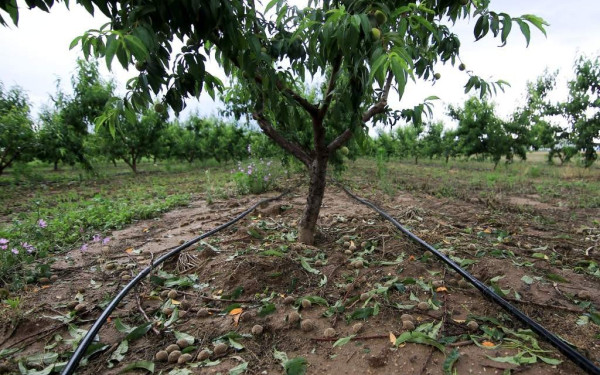 ΕΛΓΑ: Κλιματική κρίση και ζημιές στον πρωτογενή τομέα - Έως και εξαπλάσιες οι αποζημιώσεις