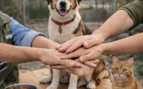 Δήμος Πυλαίας-Χορτιάτη: Δημιουργία Δημοτικού Μητρώου Εθελοντών για τη φροντίδα των αδέσποτων ζώων συντροφιάς