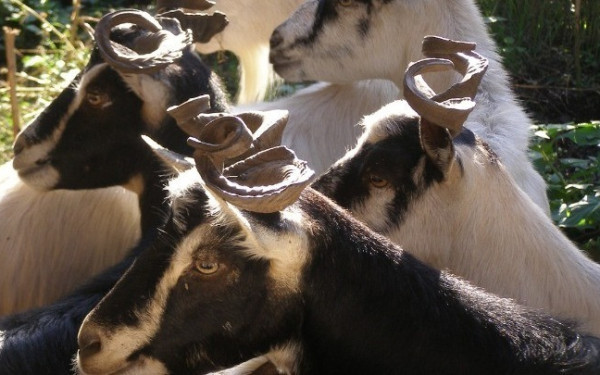 Συναγερμός στη Μυτιλήνη: Αυξήθηκαν σε 29 τα συνολικά κρούσματα αφθώδους πυρετού