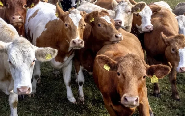 Λέσβος: Αυστηρή απαγόρευση μετακινήσεων ζώων και προϊόντων έως τον Μάιο λόγω αφθώδους πυρετού