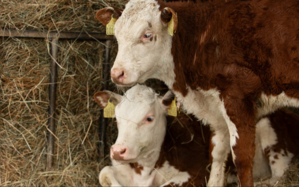 Προς κτηνοτροφικό «lockdown» στη Μυτιλήνη: Στον «αέρα» 70 τόνοι γάλακτος λόγω αφθώδους πυρετού (βίντεο)