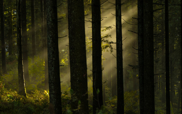 Παγκόσμια Μέρα Δασών: Πάνω από 200.000 εκτάρια κινδυνεύουν - Πώς επιδεινώνει την κατάσταση η κλιματική αλλαγή