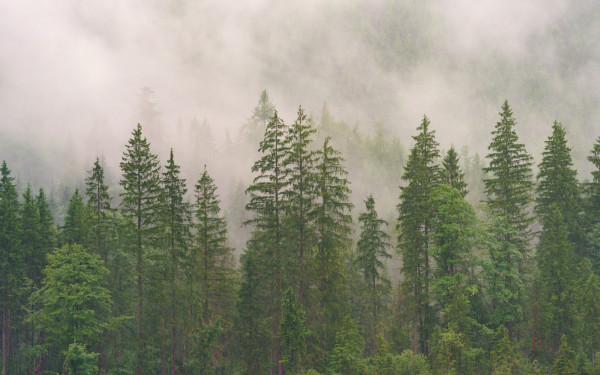 Θεσσαλονίκη: Τριήμερο βιωματικών δράσεων στο βρώσιμο δάσος της Νεάπολης δύο χρόνια μετά τη δημιουργία του