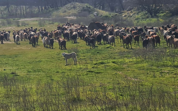 Λαγκαδάς: Συνελήφθη κτηνοτρόφος για παραβίαση των μέτρων λόγω ευλογιάς αιγοπροβάτων – Δείτε εικόνες