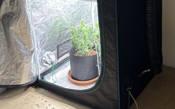 Πέλλα: Χειροπέδες σε άνδρα για καλλιέργεια κάνναβης μέσα σε ειδικά διαμορφωμένο χώρο στο σπίτι του