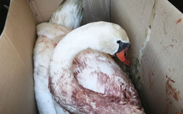 Πυροβόλησαν κύκνο στη λιμνοθάλασσα της Κορωνησίας (βίντεο)