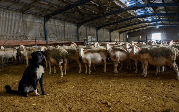 Μυτιλήνη: Αναστέλλουν τη λειτουργία τους οι τυροκομικές μονάδες της Λέσβου