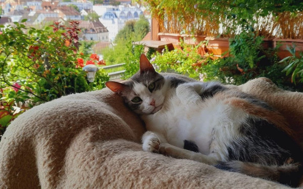 Θεσσαλονίκη: Τετράποδες ιστορίες υιοθεσίας από την Ελλάδα στο εξωτερικό