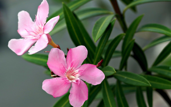 «Καμπανάκι κινδύνου» του Υπουργείου Παιδείας για την πικροδάφνη - Γιατί υφίσταται προσοχής στα σχολεία