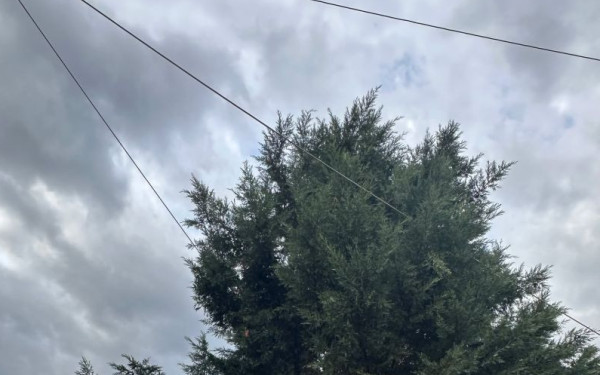 Θεσσαλονίκη: Καλώδια της ΔΕΗ «αγκαλιά» με δέντρα στην αυλή νηπιαγωγείου στην Πυλαία