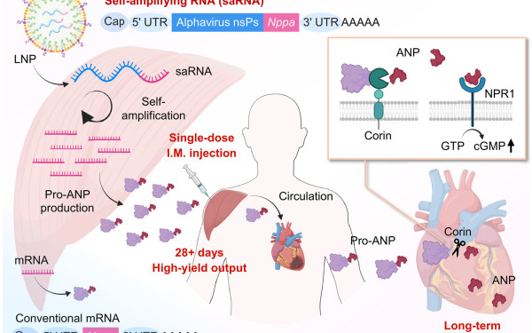 Έρευνα αποκαλύπτει πως θεραπεία RNA θα μπορούσε να βοηθήσει την καρδιά να... επιδιορθωθεί μόνη της