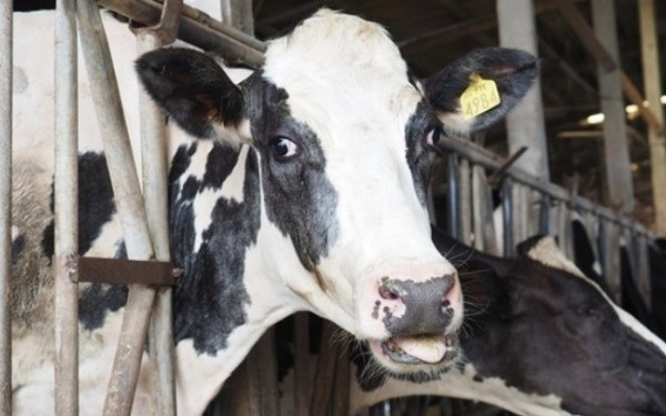 ΠΟΓΕΔΥ: Ο αφθώδης πυρετός απειλεί την κτηνοτροφία
