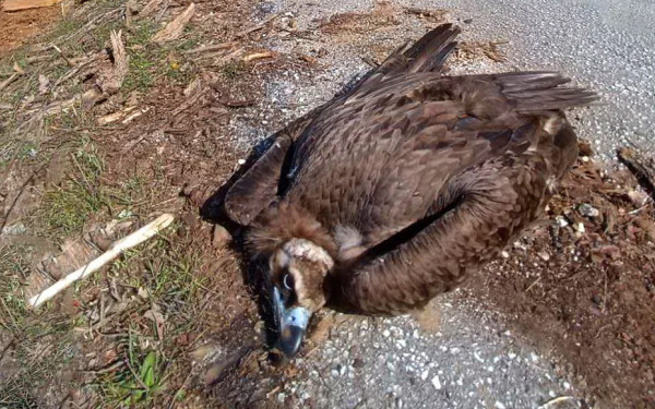Οχτώ περιβαλλοντικές οργανώσεις μιλούν για ένα από τα σοβαρότερα περιστατικά μαζικής δηλητηρίασης άγριας ζωής στη Δαδιά