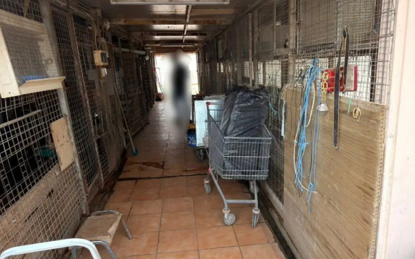 Κοτέτσι και κατσίκες σε ταράτσα πολυκατοικίας: Δικογραφία σε βάρος ενός ιδιώτη και μιας εταιρείας διαχείρισης ακινήτων