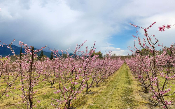 Βελβεντό Κοζάνης: Μαγεύει το το «ροζ χαλί» των ανθισμένων ροδακινιών