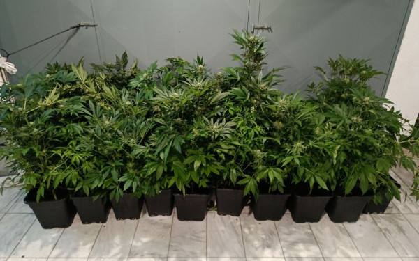 Θεσσαλονίκη: 47χρονος «έστησε» υδροπονικό εργαστήριο κάνναβης σε διαμέρισμα (βίντεο)