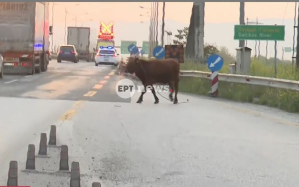 Σίνδος: Αγελάδα… εισέβαλε στην Εθνική Οδό και προκάλεσε κυκλοφοριακό κομφούζιο (βίντεο)