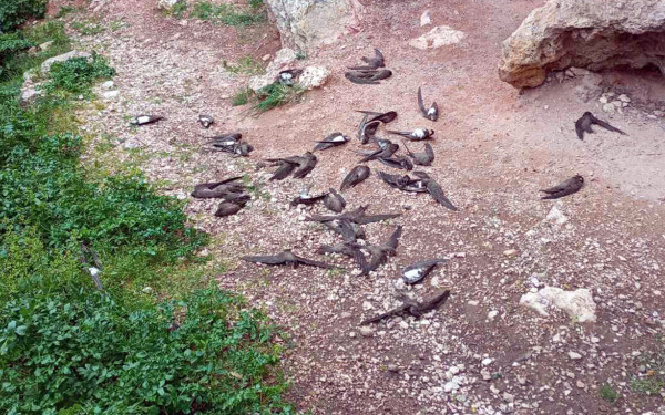 Καβάλα: Δεκάδες χελιδόνια και άλλα μεταναστευτικά πουλιά βρέθηκαν νεκρά στη Νέα Ηρακλείτσα