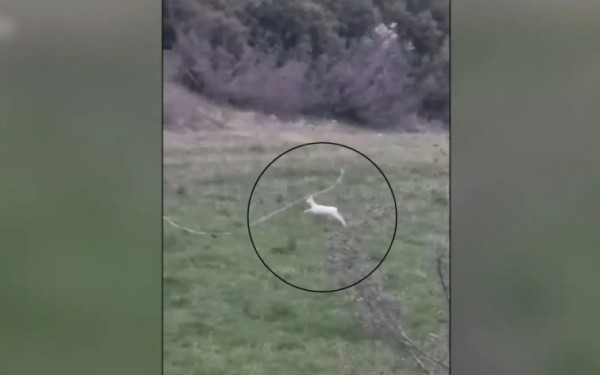 Ημαθία: Σπάνια αλμπίνο ζαρκάδια εντοπίστηκαν σε αγροτική περιοχή (βίντεο)