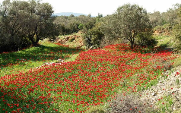 Τα κόκκινα λιβάδια της Χίου - Ένα μοναδικό τοπίο που σχηματίζεται μόνο για ένα μήνα
