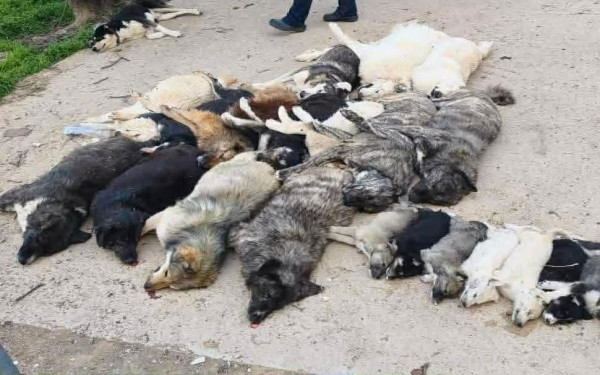 Χαλκιδική: Δηλητηρίασαν μαζικά 21 σκύλους - Τι λέει η διοίκηση του δήμου Πολυγύρου