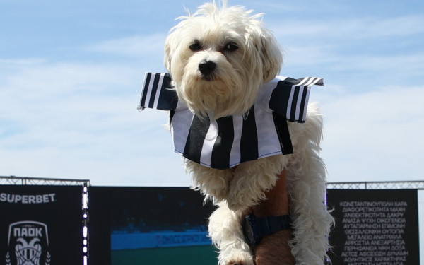 Γιορτή ΠΑΟΚ: Ο πιο πιστός φίλος του Δικέφαλου