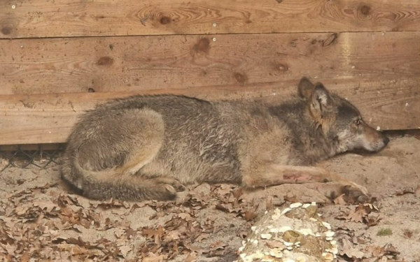 Αμβούργο: Ελεύθερος με πομπό εντοπισμού ο λύκος που επιτέθηκε σε γυναίκα
