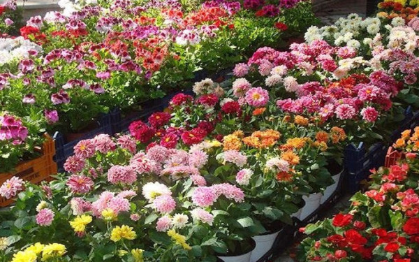 Λαγκαδάς: Ανθοέκθεση από το δημοτικό σχολείο Γερακαρούς