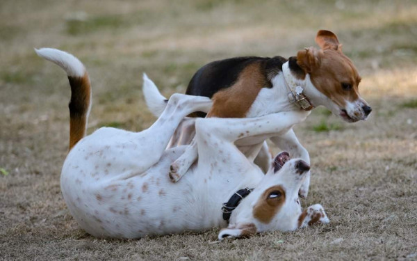 Νότια Κορέα: Απαγορεύει δια νόμου τη σφαγή σκύλων για κατανάλωση του κρέατος