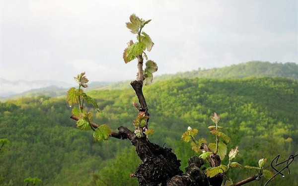 Η περιπέτεια του αμπελιού αρχίζει!
