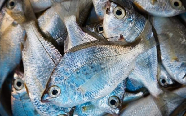 Νέες έρευνες συνδέουν την κατανάλωση ψαριών με καρκίνο του δέρματος και την κατανάλωση γάλακτος με καρκίνο του προστάτη