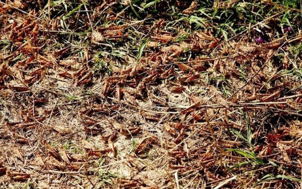 ΗΠΑ: Έφτιαξαν... υλικό που πηδάει σαν ακρίδα