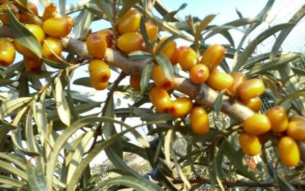 Πολύτιμος καρπός το ιπποφαές