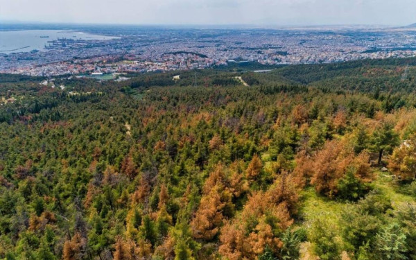Σ. Φάμελλος: Κατέθεσε επερώτηση στη Βουλή για την άρση της αναδάσωσης και την υλοτόμηση στο Σέιχ Σου  